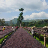 Ethiopia Yirgacheffe